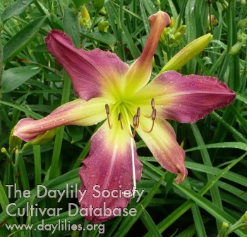 Daylily Helter Skelter